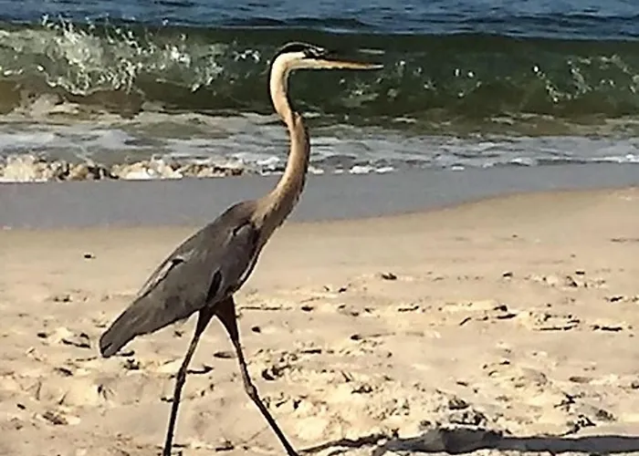 Phoenix 1203 By Bender Vacation Gulf Shores